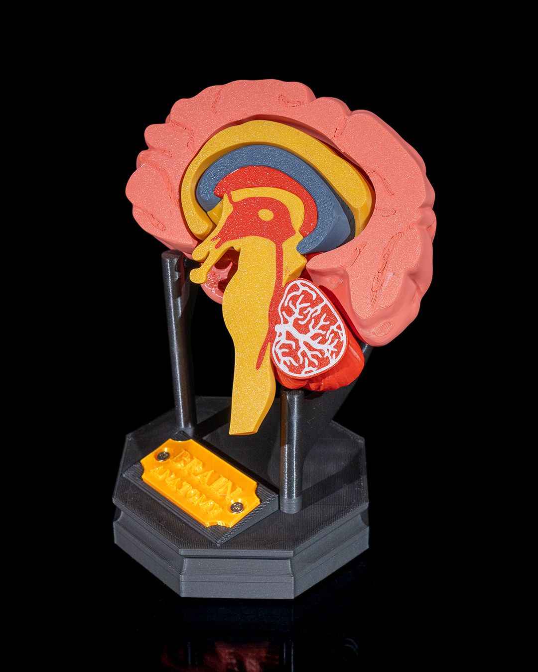 Human Brain educational model