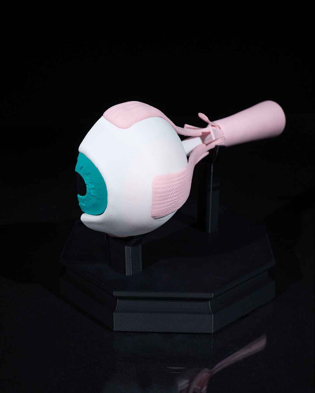 Human Eye educational model