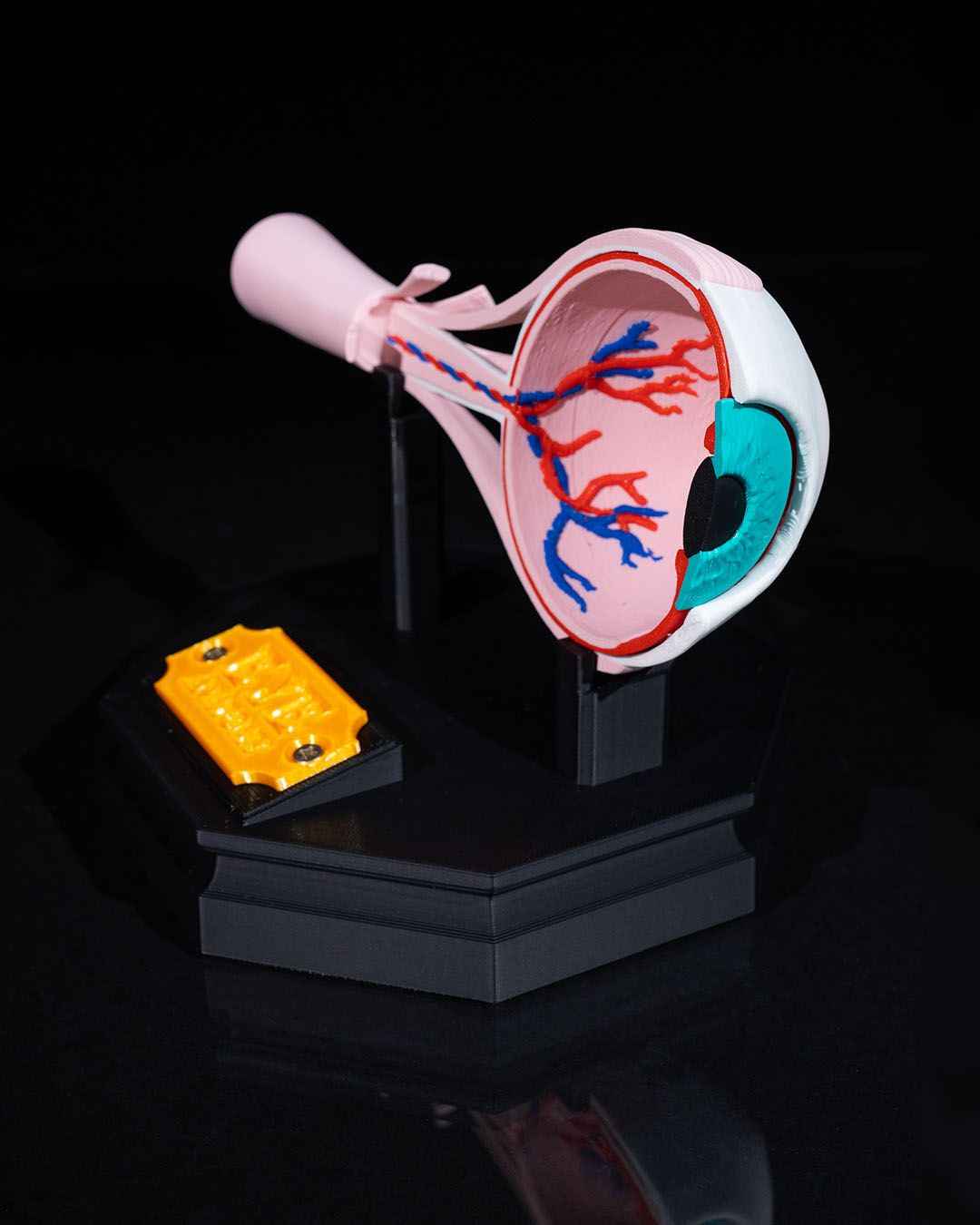 Human Eye educational model