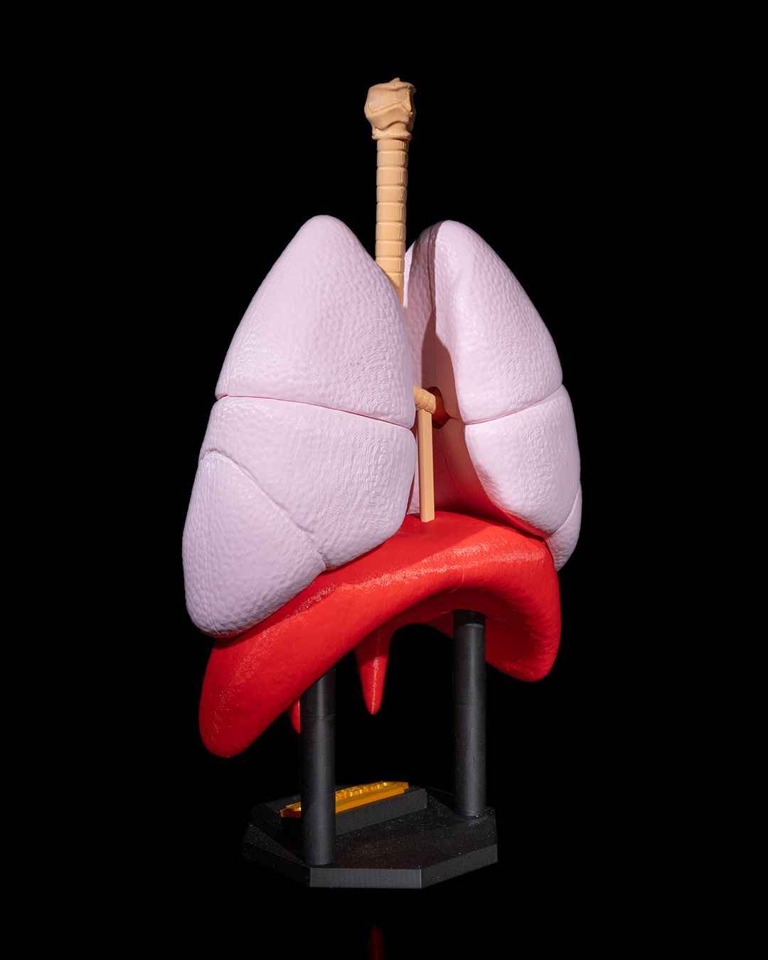 Lung Anatomical educational model