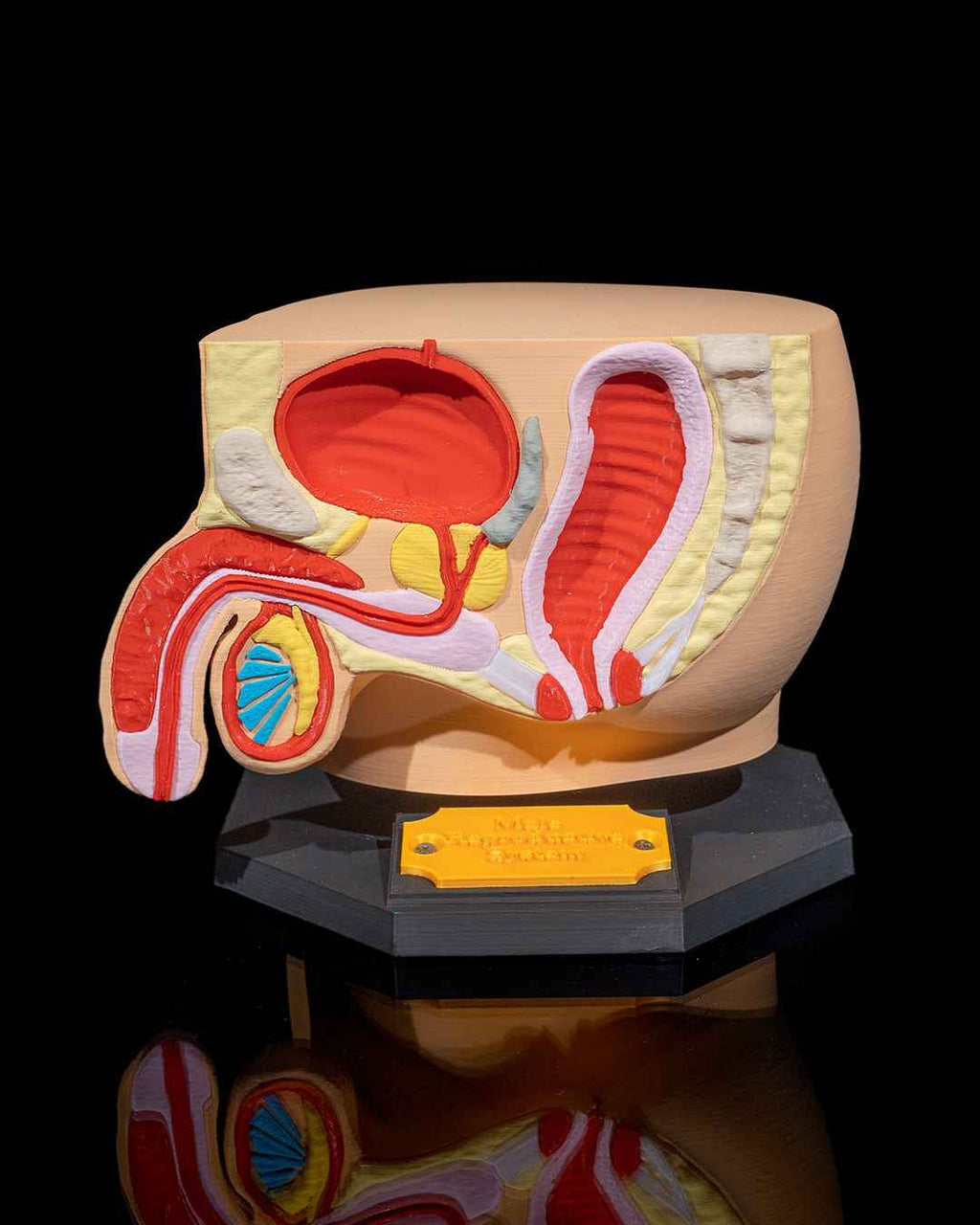 Male Reproduction educational model