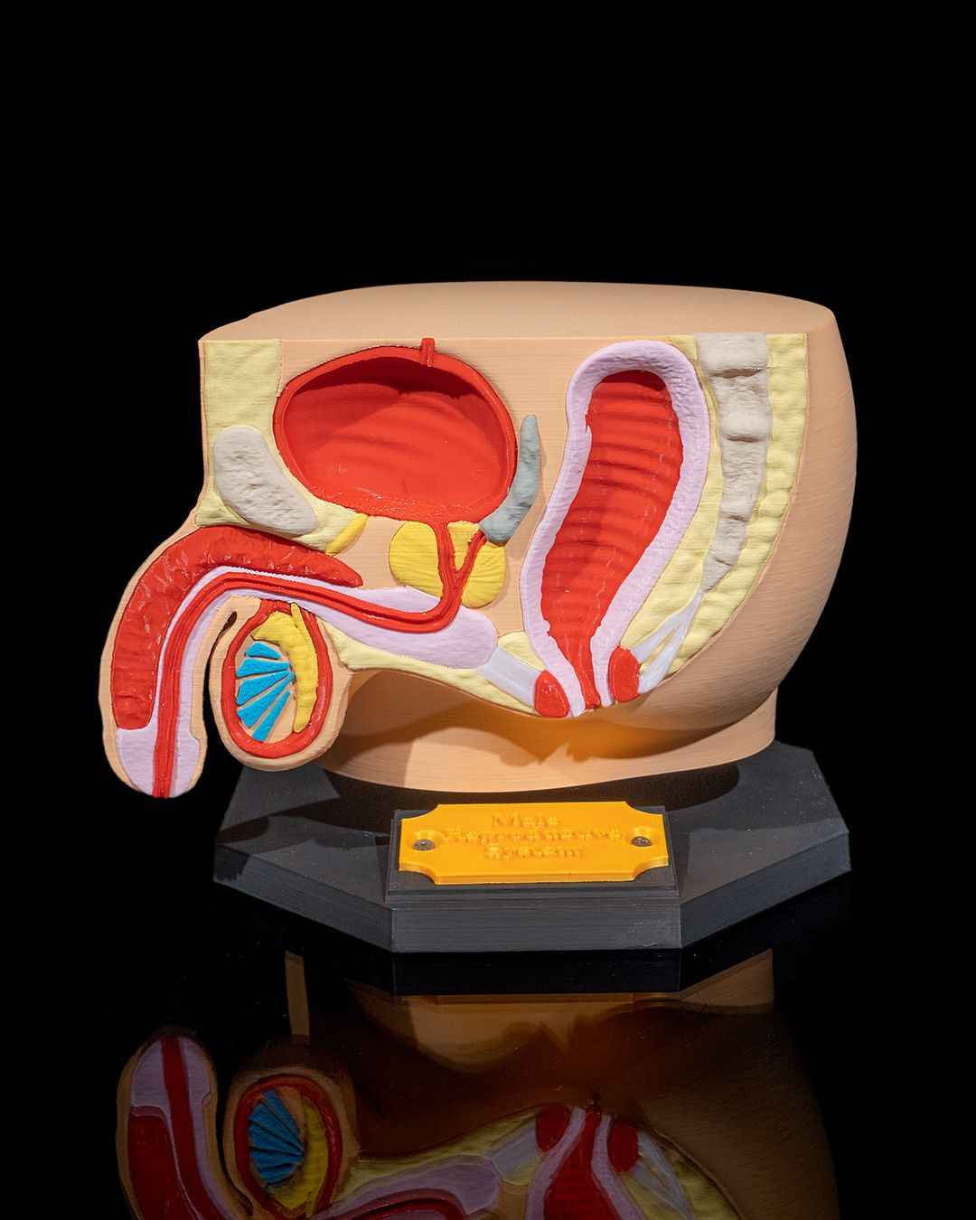 Male Reproduction educational model