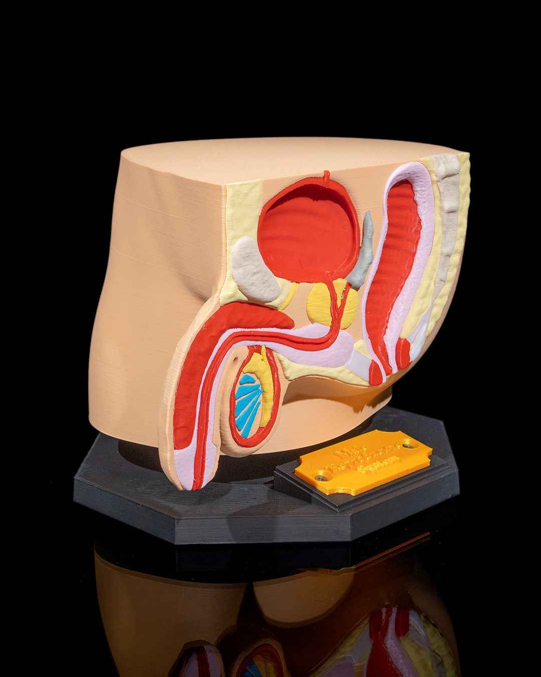 Male Reproduction educational model