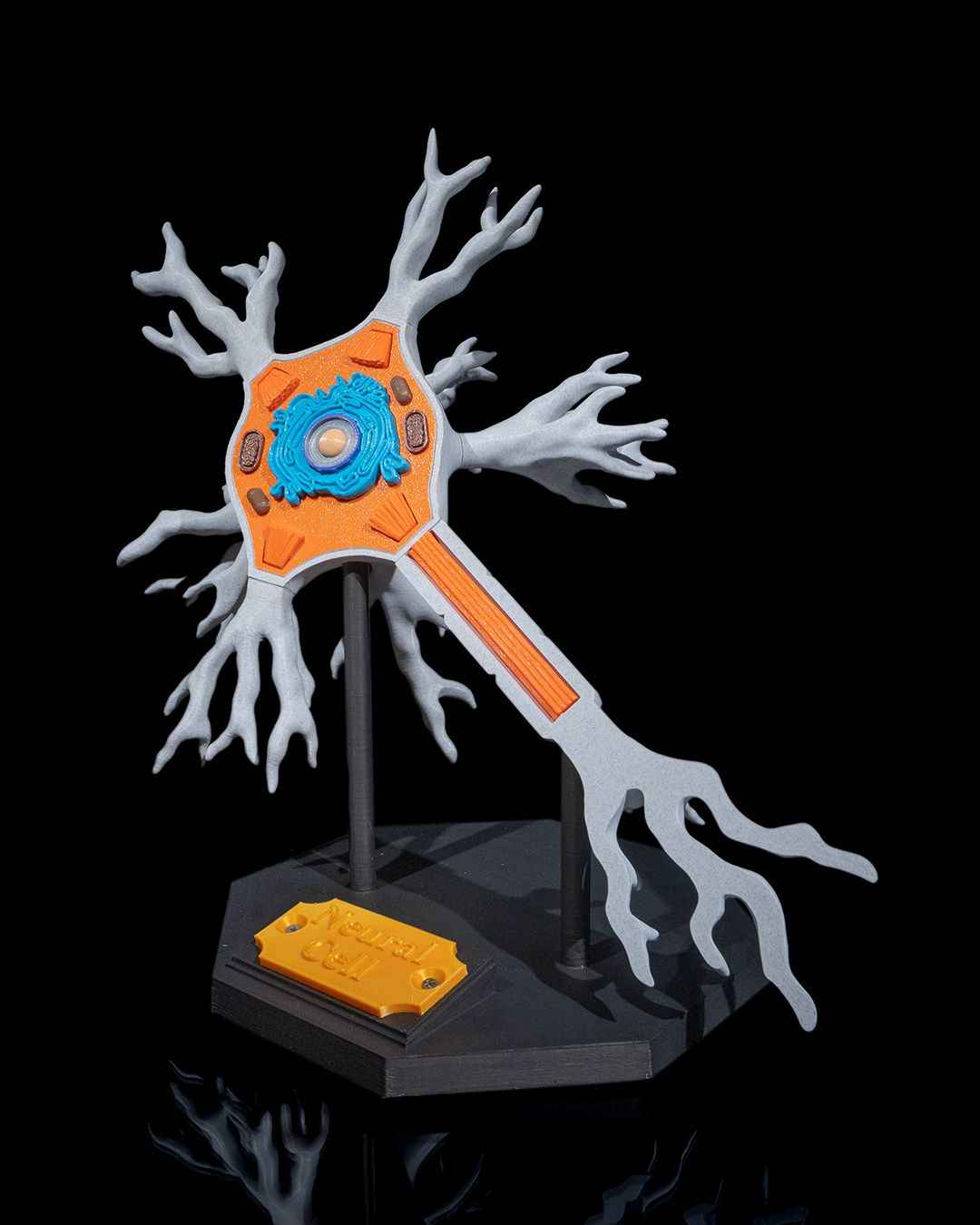 Neural educational model