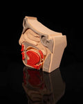 Nose & Sinus educational model