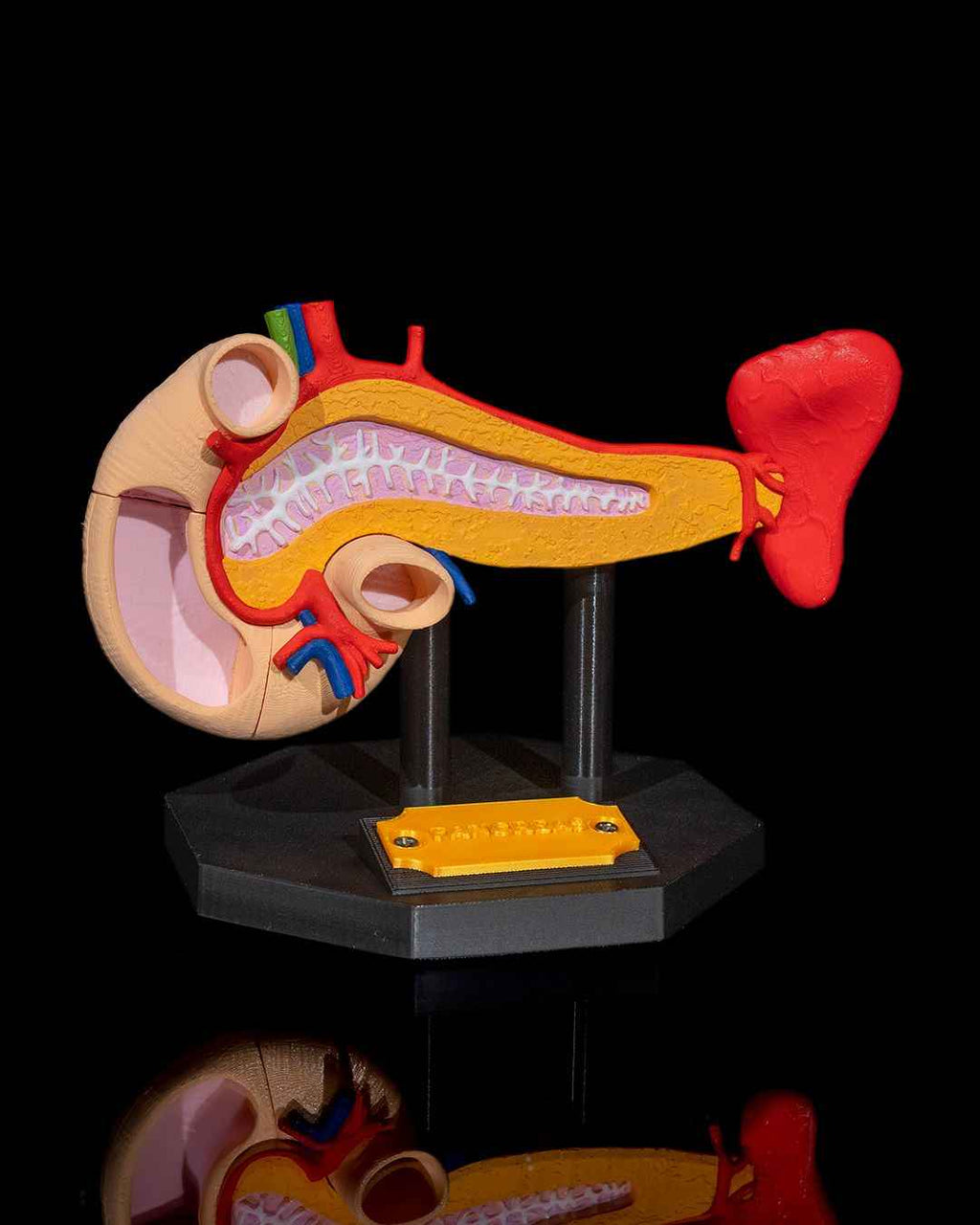 Pancreas educational model