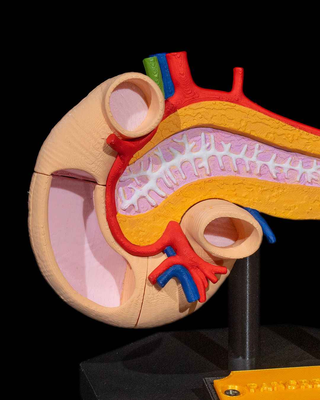 Pancreas educational model