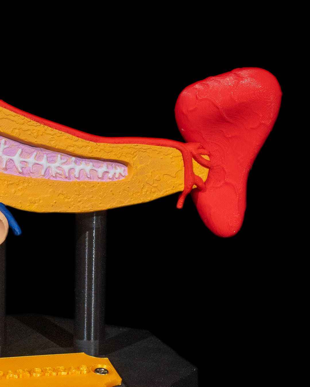 Pancreas educational model