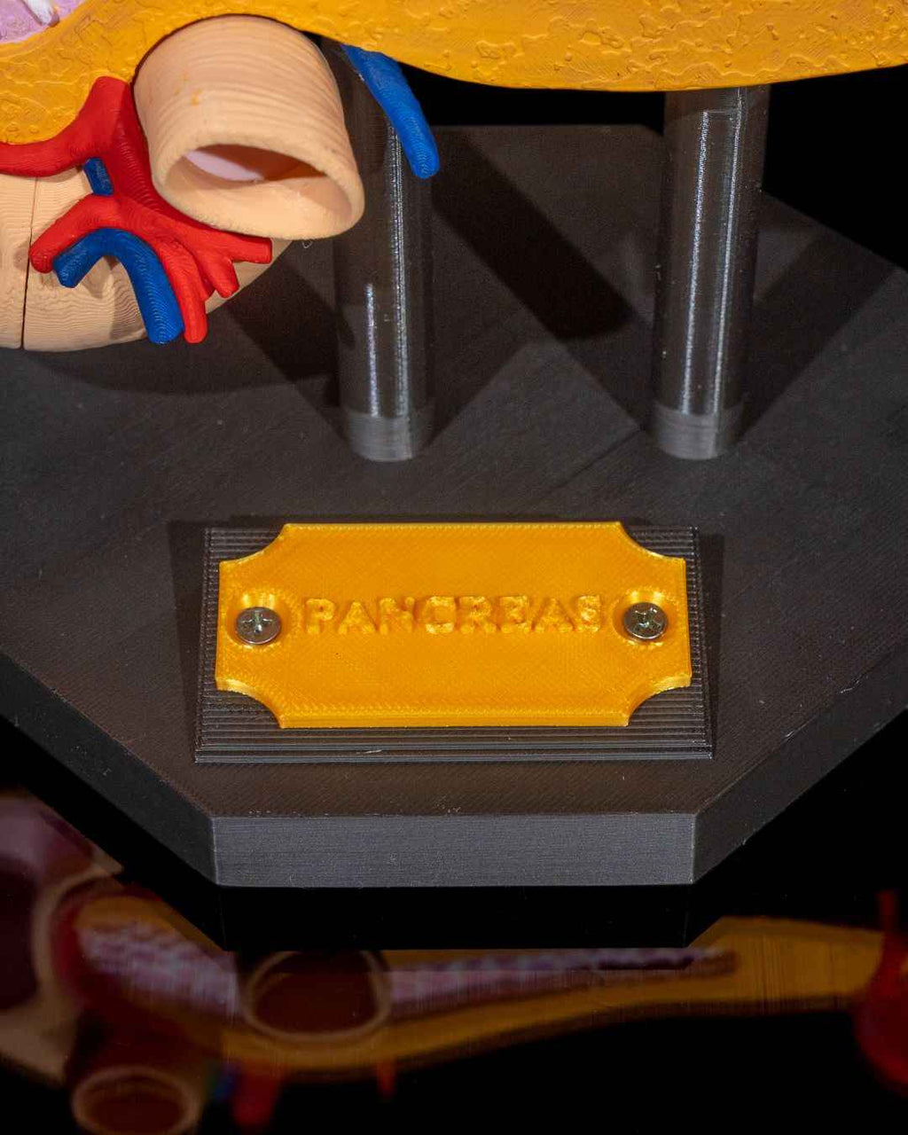 Pancreas educational model