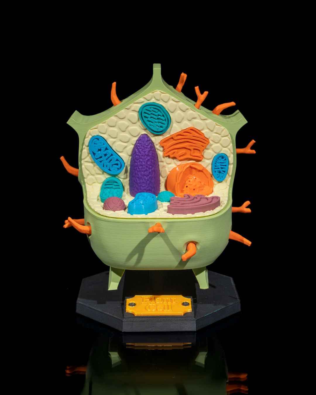 Plant Cell educational model