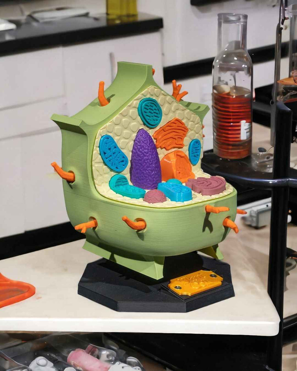 Plant Cell educational model