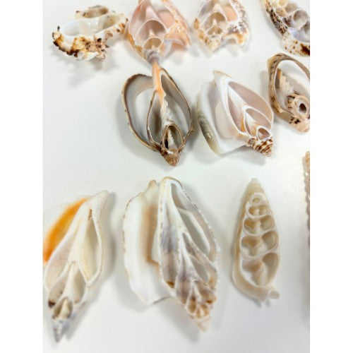 Natural Shell Slices - Pack of 20