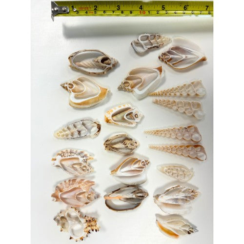 Natural Shell Slices - Pack of 20