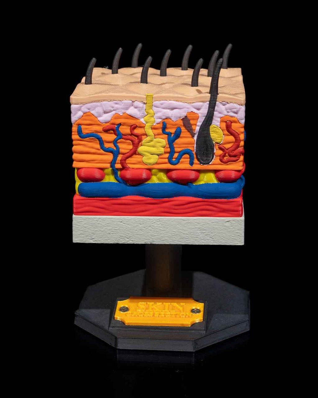 Skin Cross Section educational model