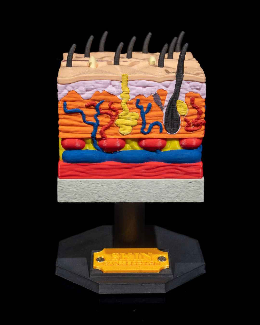 Skin Cross Section educational model