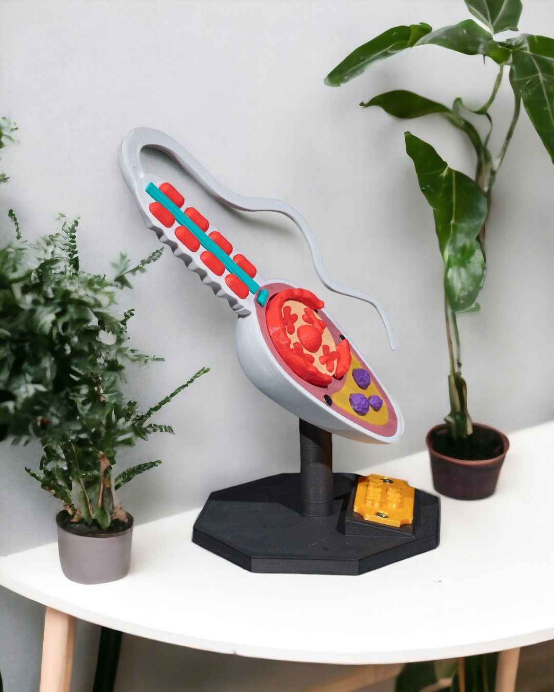 Sperm Cell educational model