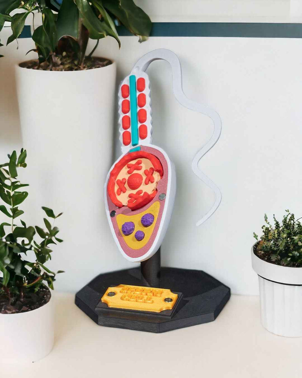 Sperm Cell educational model