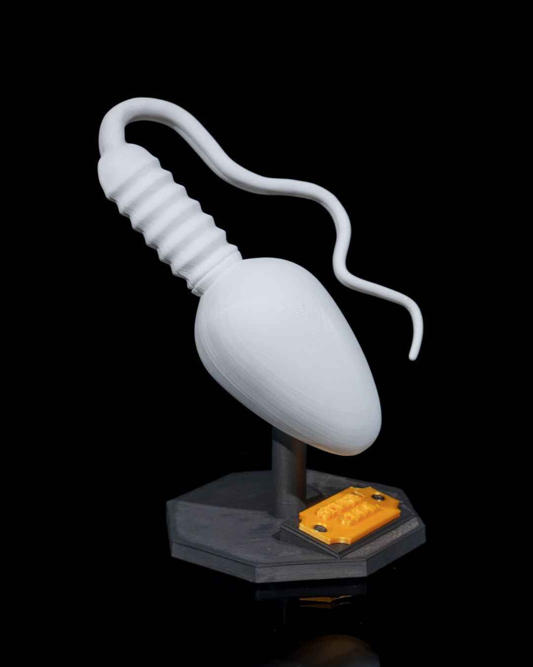 Sperm Cell educational model
