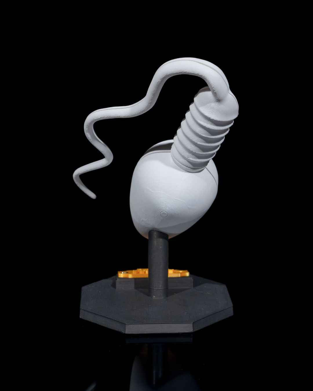 Sperm Cell educational model