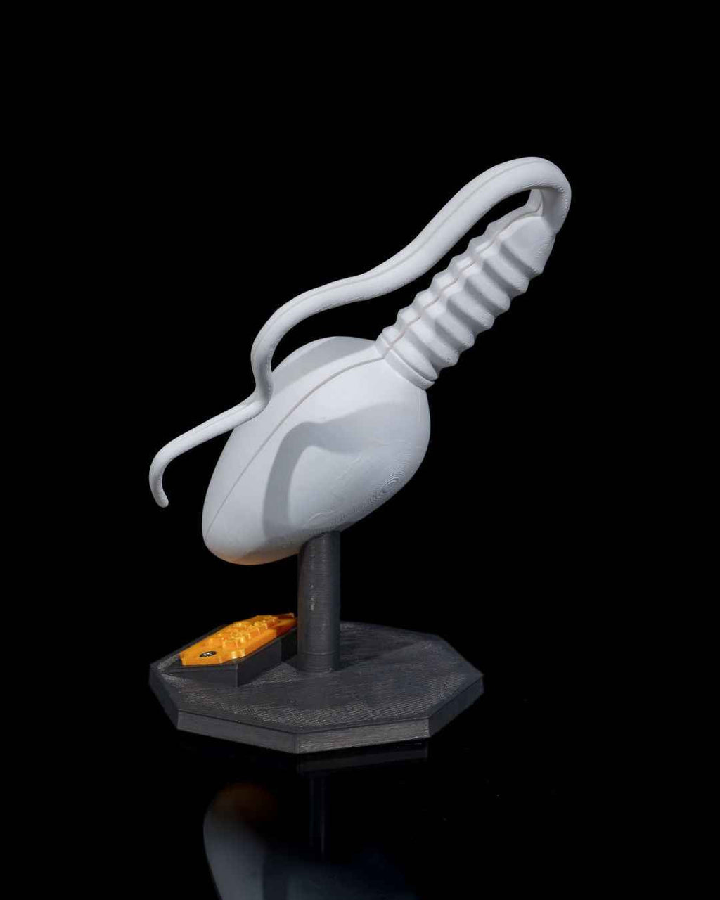 Sperm Cell educational model