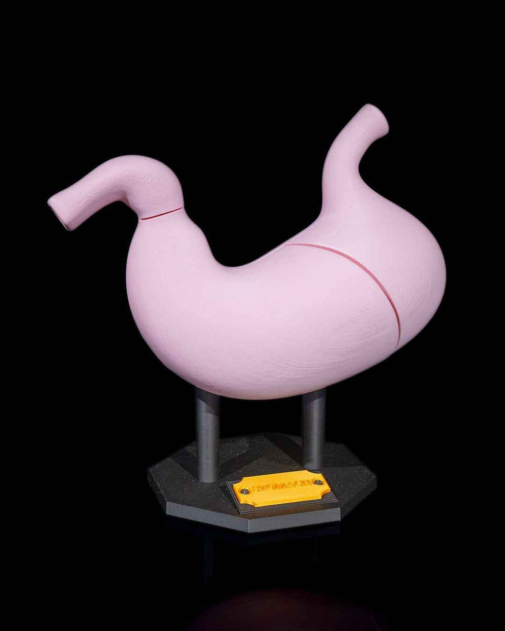 Stomach Anatomical educational model