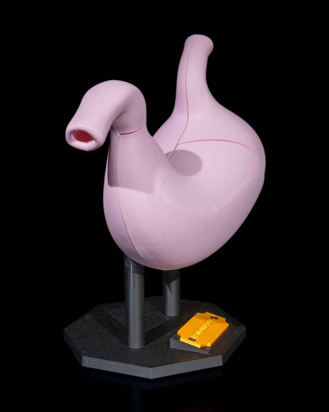 Stomach Anatomical educational model