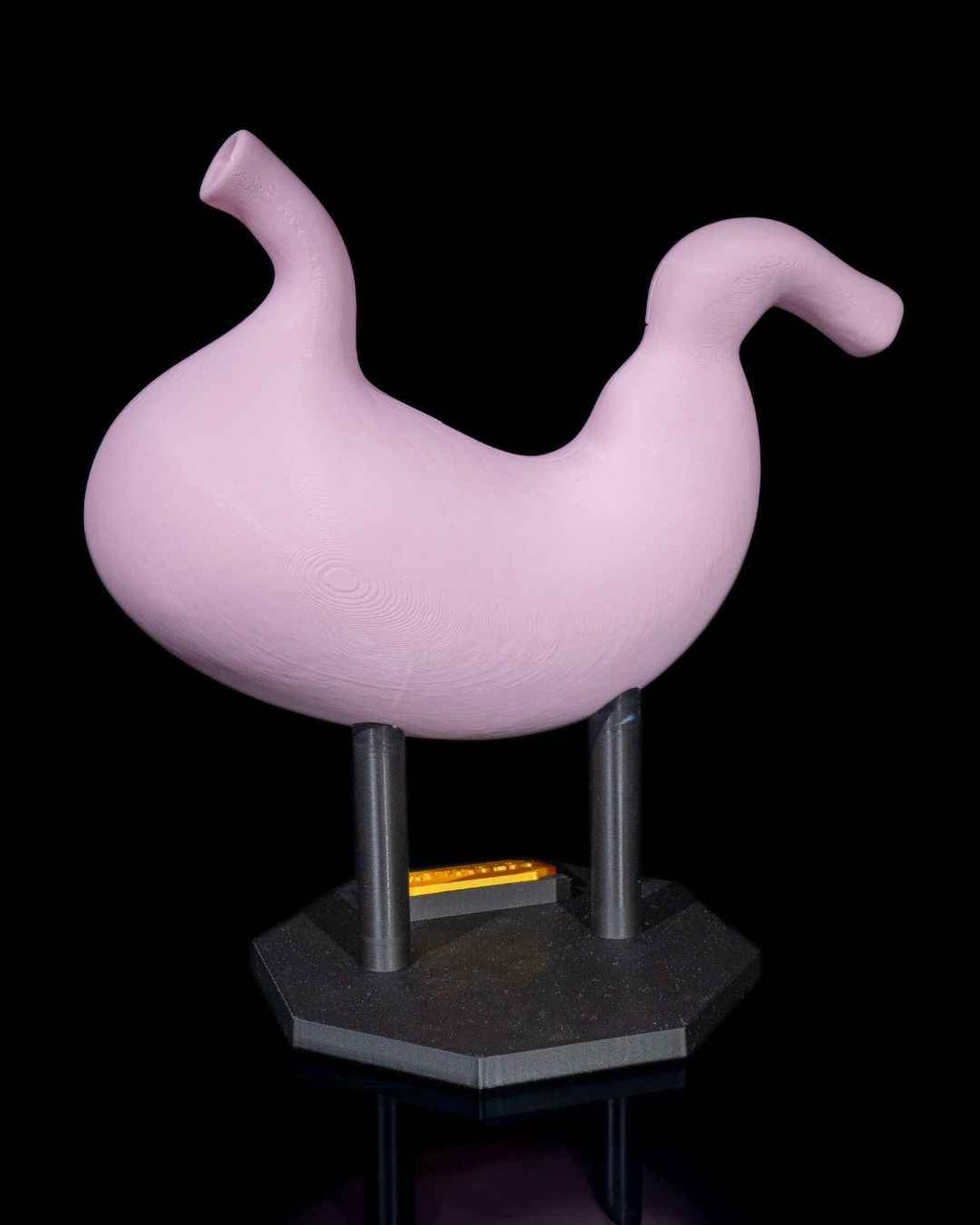 Stomach Anatomical educational model