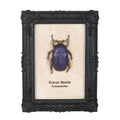 Kate's Clothing Scarab Beetle Framed Wall Art Print – Gothic Decor