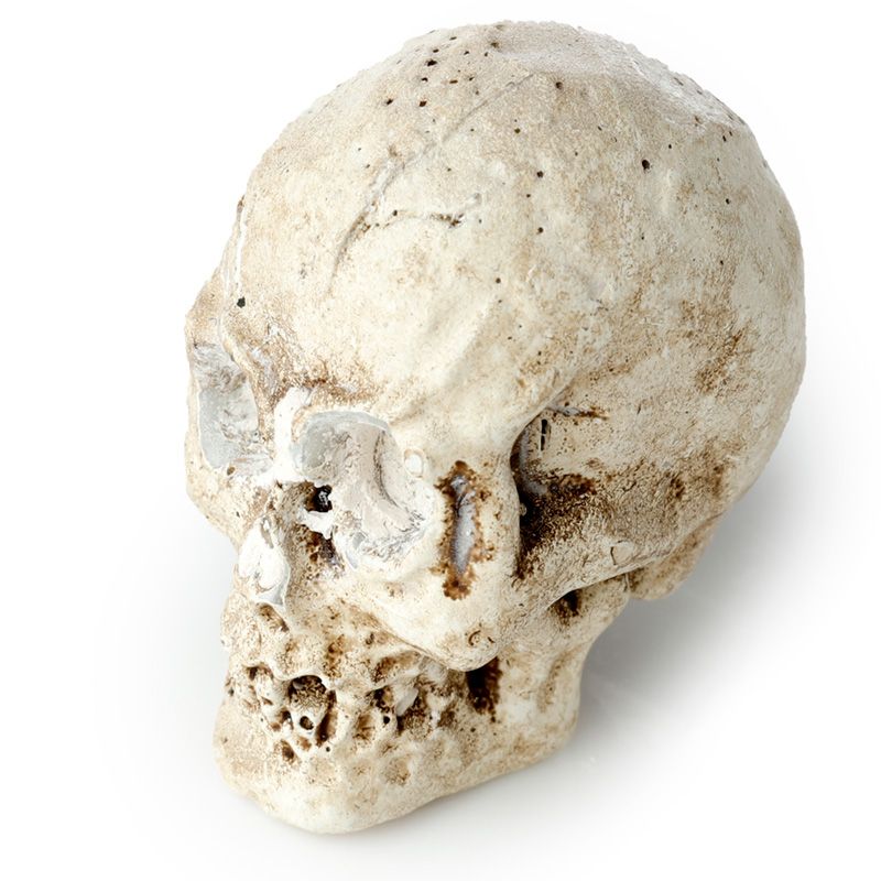 Kate's Clothing Gothic Skull Dig It Out Kit – Human Skull Excavation Set