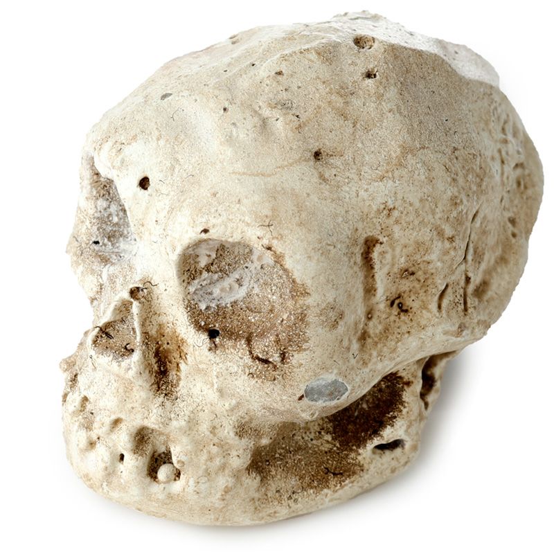 Kate's Clothing Gothic Skull Dig It Out Kit – Human Skull Excavation Set