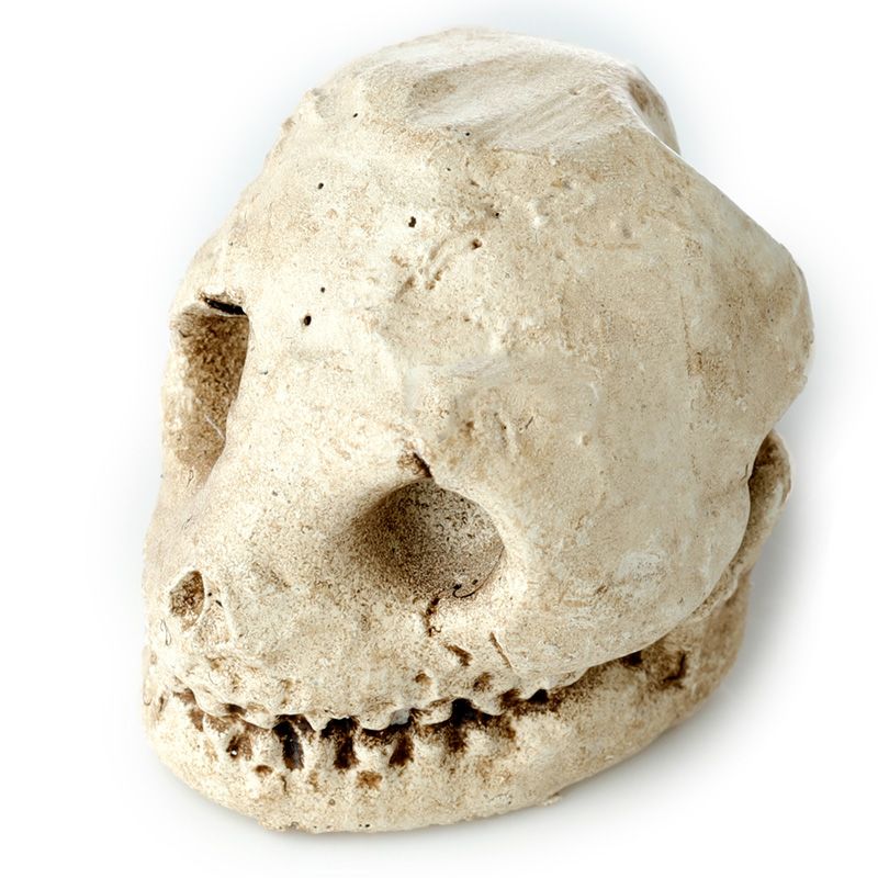 Kate's Clothing Gothic Skull Dig It Out Kit – Human Skull Excavation Set