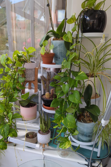 Massive Discounts 7 Tier Metal Plant Stand – Foldable Corner Shelf