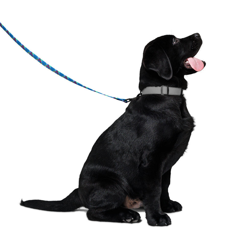 First Home Pet leash